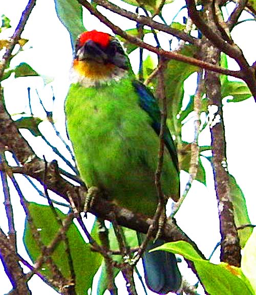 Golden-throated Barbet