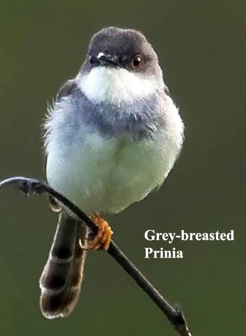 Grey-breasted Prinia