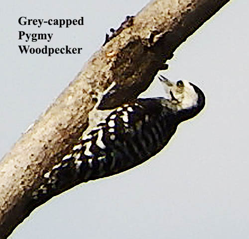 Grey-capped Pygmy Woodpecker