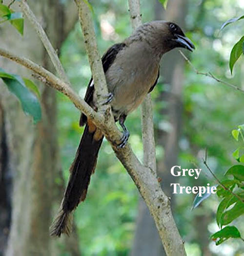 Grey Treepie