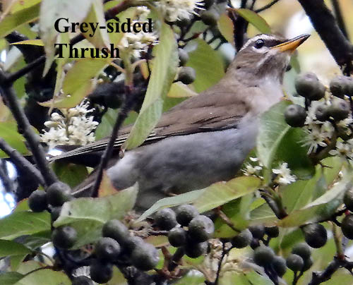 Grey-sided Thrush
