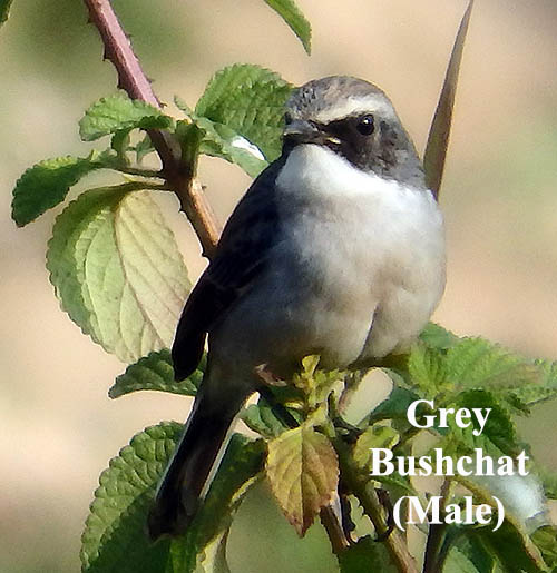 Grey Bushchat