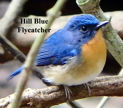 Hill Blue Flycatcher