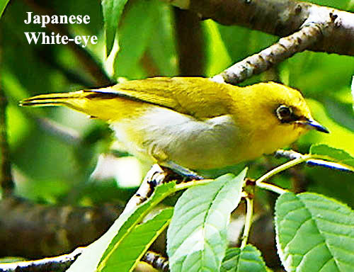 Japanese White-eye