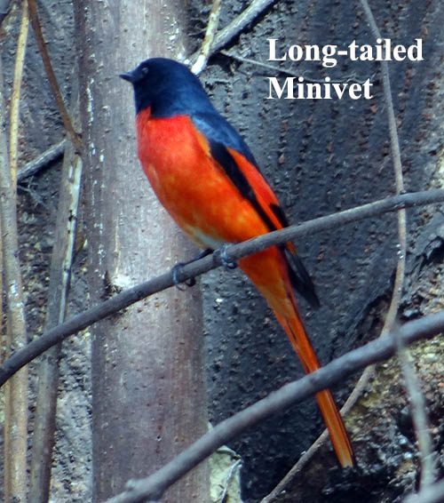 Long-tailed Minivet