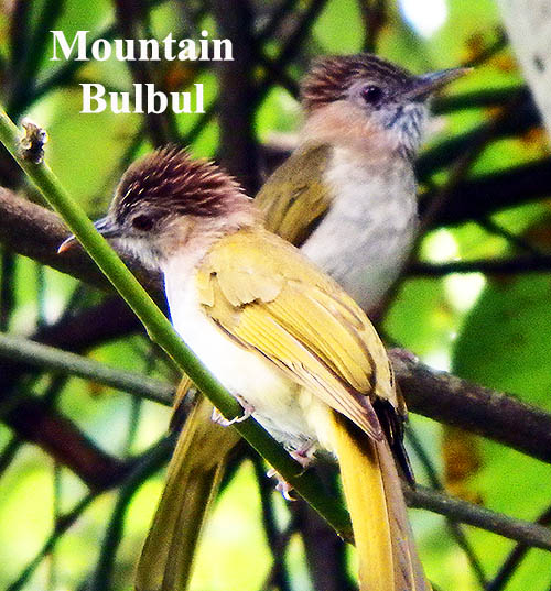 Mountain Bulbul