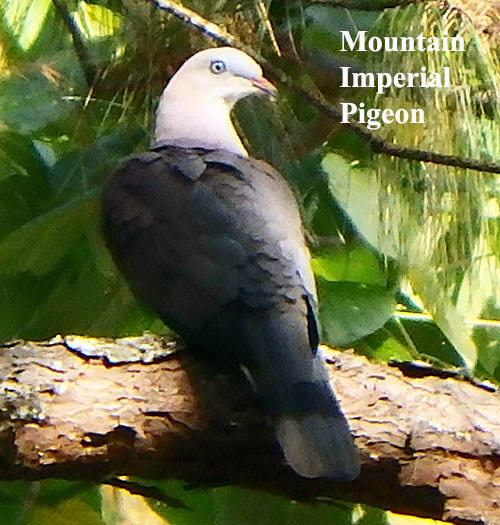 Mountain Imperial Pigeon