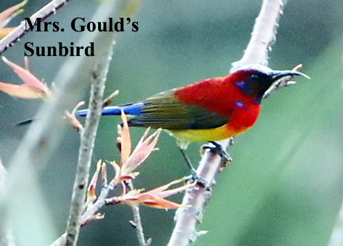 Mrs Gould's Sunbird