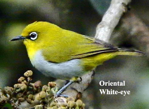 Oriental White-eye