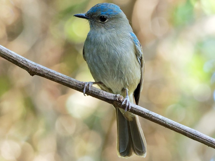 Pale-blue Flycatcher