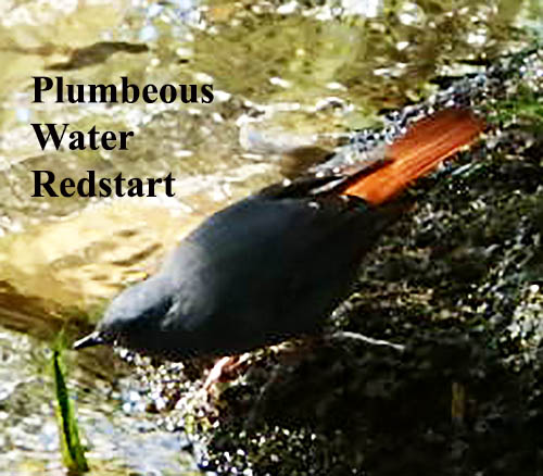 Plumbous Redstart