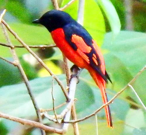 Short-billed Minivet