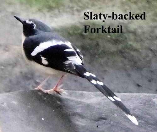 Slaty-backed Forktail
