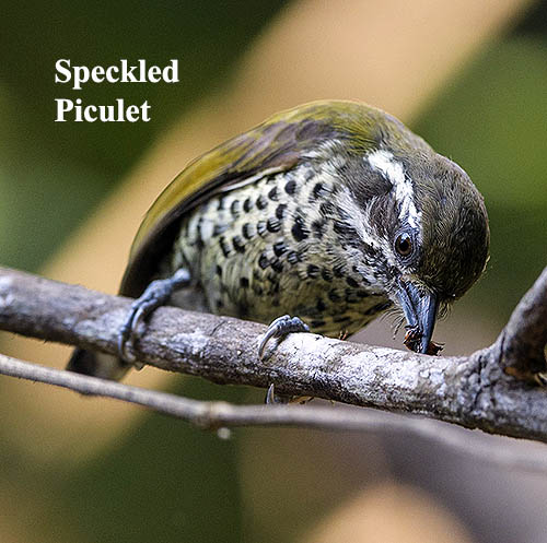 Speckled Piculet