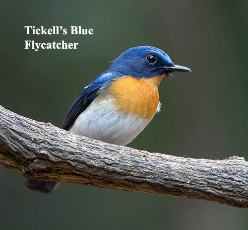 Tickell's Blue Flycatcher