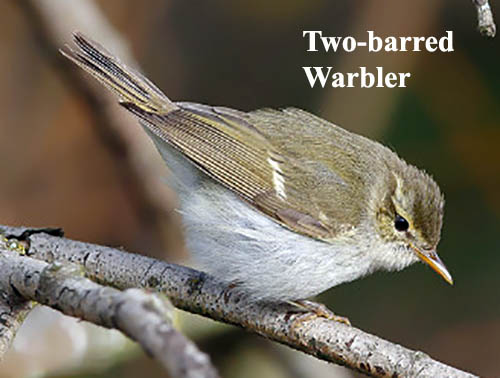 Two-barred Warbler