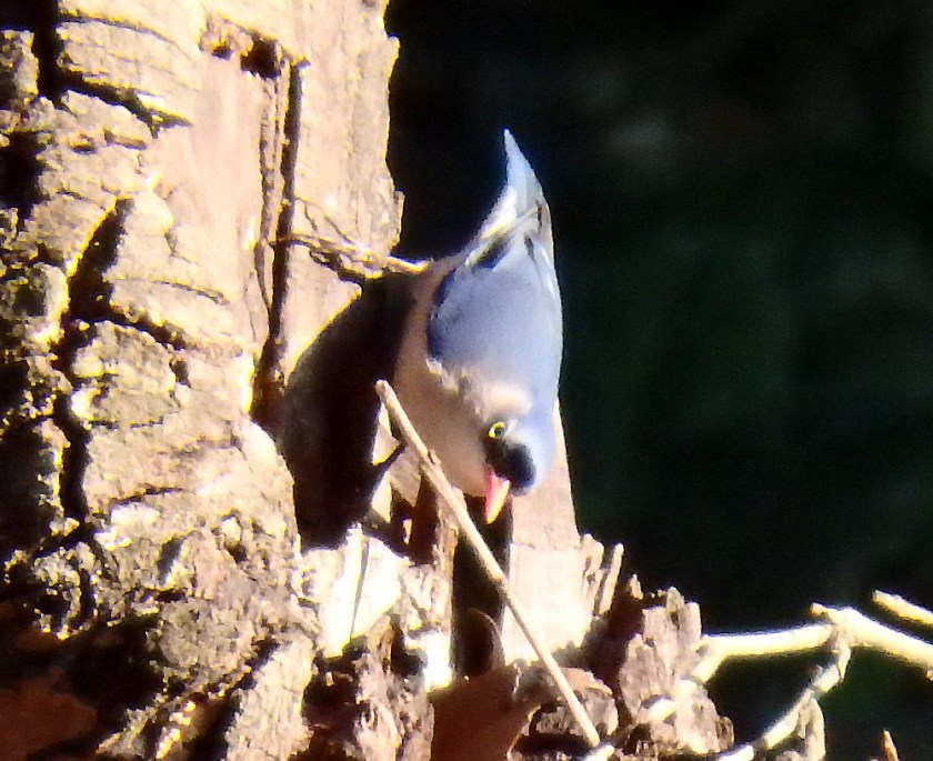 Velvet-fronted Nuthatch