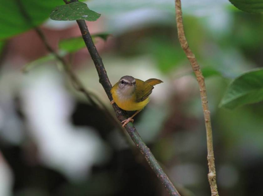 Yellow-bellied Warbler