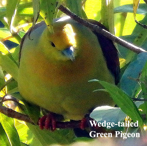 Wedge-tailed Green Pigeon
