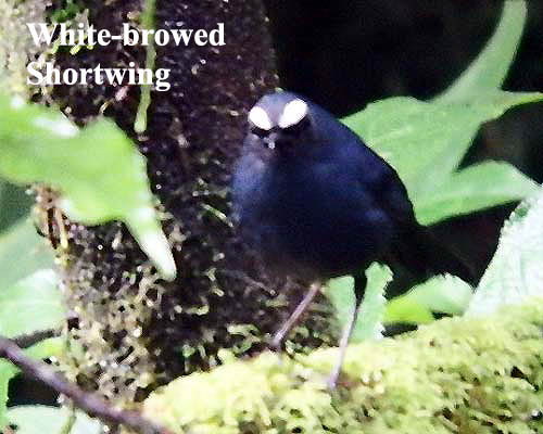 White-browed Shortwing