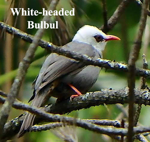 White-headed Bulbul
