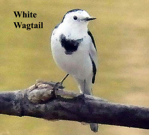 White Wagtail