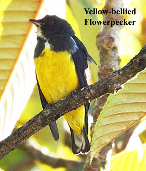 Yellow-bellied Flowerpecker