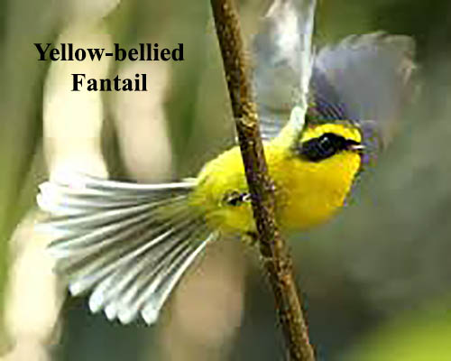 Yellow-Bellied Fantail