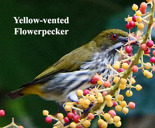 Yellow-vented Flowerpecker