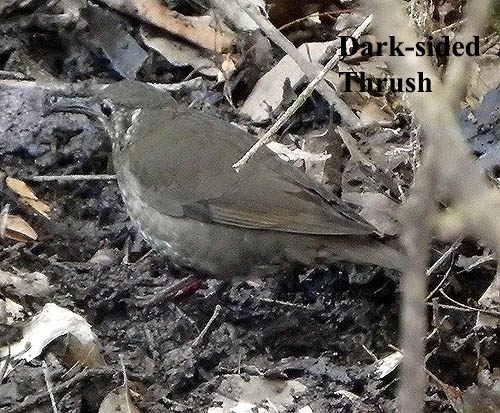 Dark-sided Thrush
