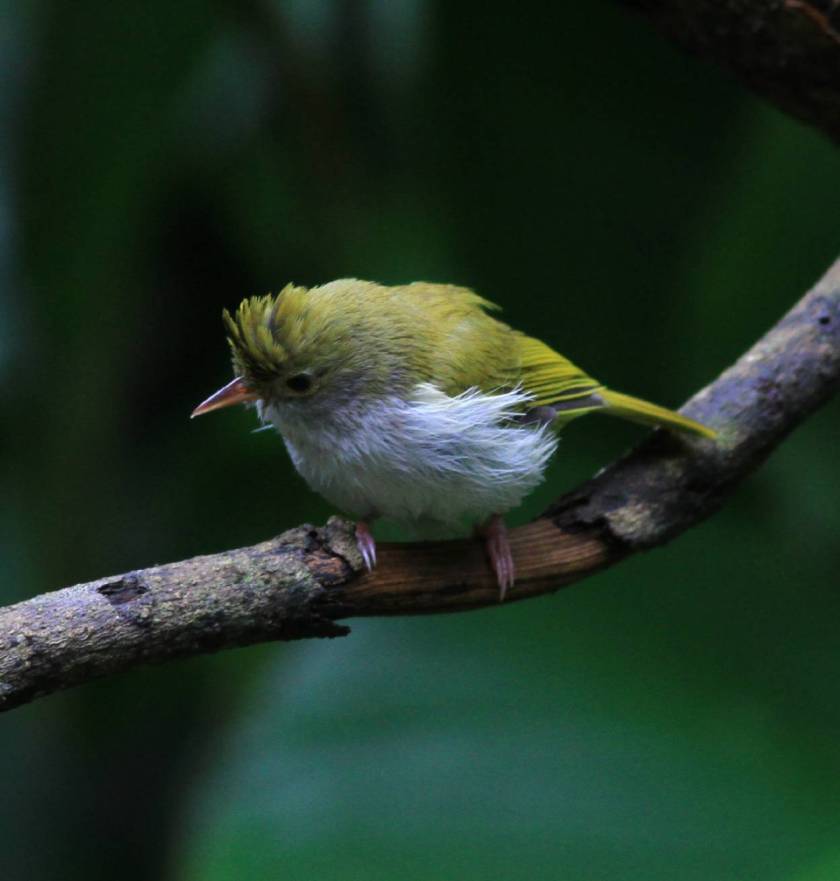 White-bellied Erpornis