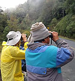 Birding Doi Inthanon Thailand